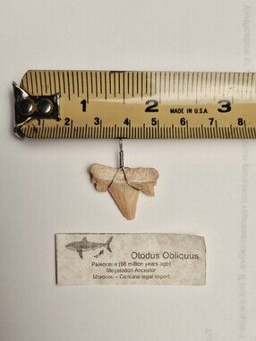 Otodus Obliquus Shark Tooth Pendant